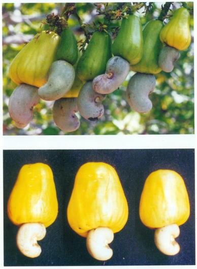 Ullal-4
