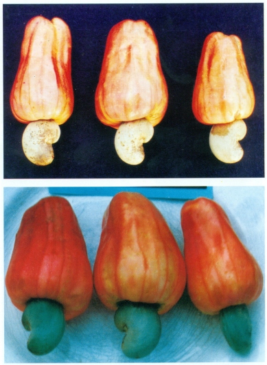 Vengurla-4