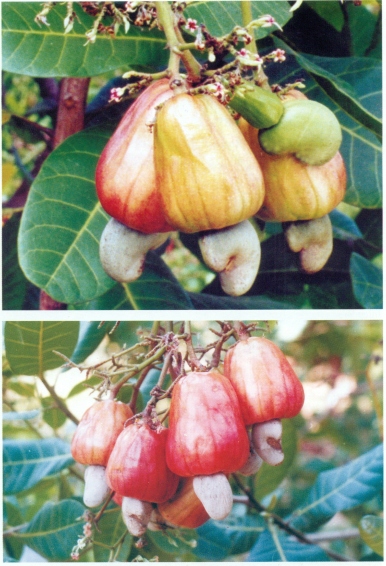 Vridhachalam-3 (M 26/2)
