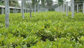 DCR Puttur 2