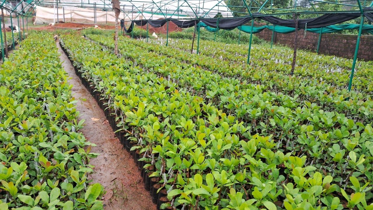 Nursery Image 3