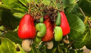 Organic Cashew Project