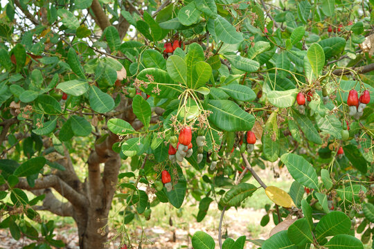 Muttathoru Kasumavu