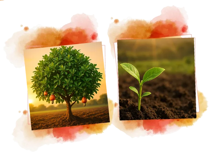 Cashew cultivation image